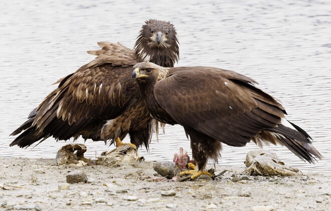 Golden Eagle and Juvenile Bald Eagle Chilliwack, BC