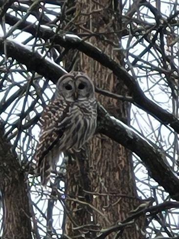 owl on paget st. Simcoe Lodge, ON