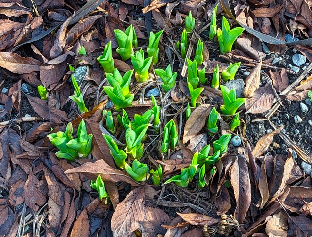 Signs of spring Tsawwassen, Delta, BC
