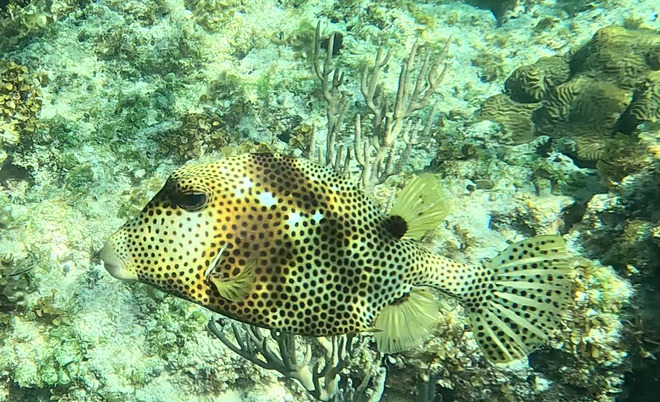 Spotted Trunkfish Eleuthera, The Bahamas