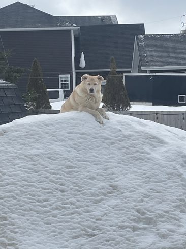 At least someone is enjoying the snow! Lol Paradise, Newfoundland and Labrador, CA
