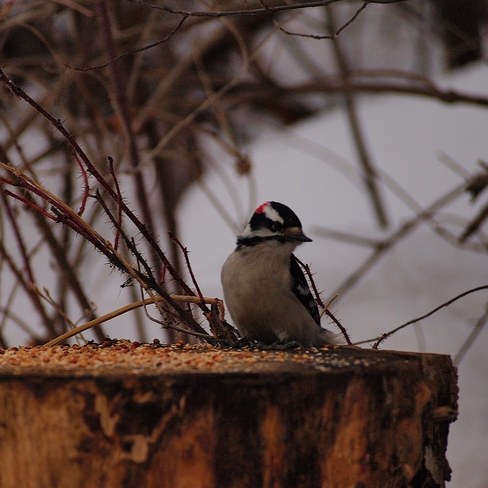Downy woodpecker Edmonton, Alberta, CA