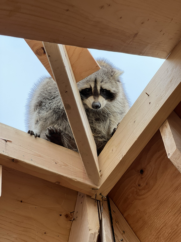 Carpenter Raccoon Toronto, Ontario, CA