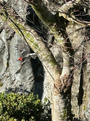 Woodpecker on the move Colwood, British Columbia, CA