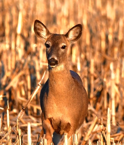 Deer Cambridge, ON