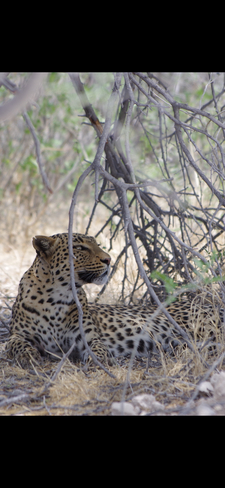 Jaguar Namibe, Namibe, AO