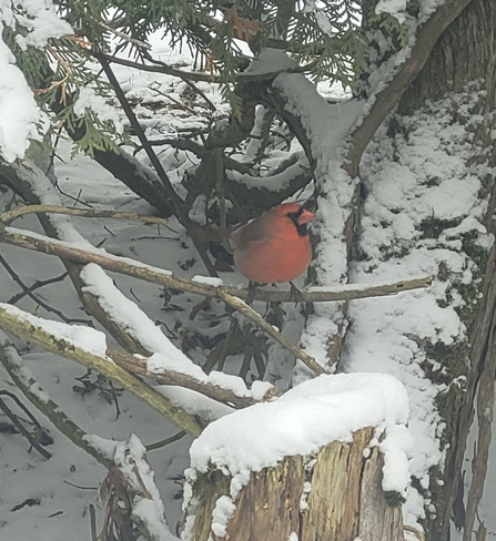 Pretty Cardinal Orillia, Ontario, CA