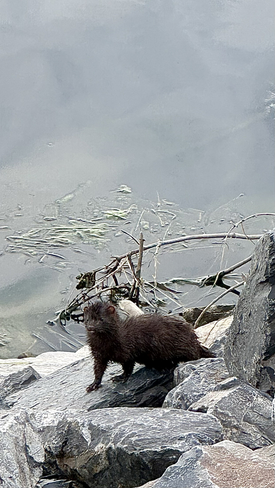 Vison petit vison qui sortait du lac pris sur le vif Victoriaville, Québec, CA