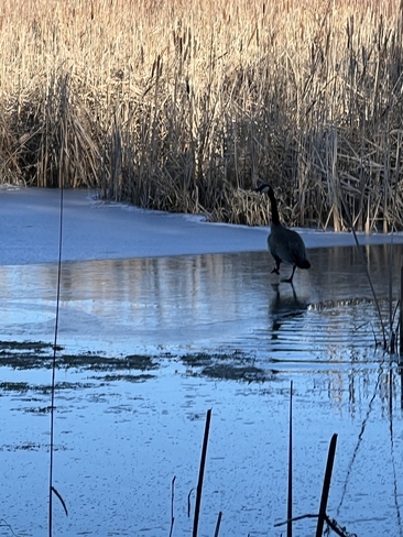 On thin ice… Ingle, Ontario, CA