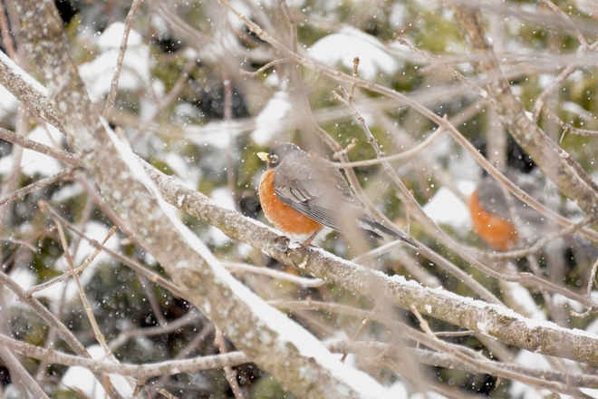 Bright Male robins standing out in the snowfall Sherbrooke, Quebec | J1L 2Z7