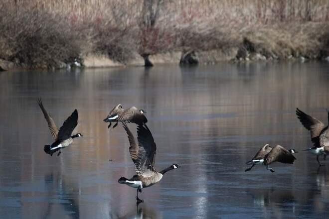 canada geese landing on ice Cornwall, ON