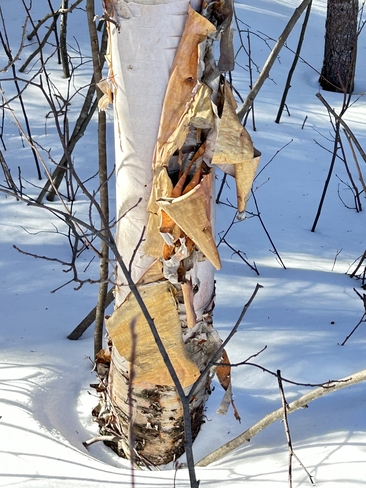 Birch Matagami, Quebec, CA