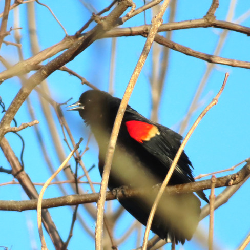Red Winged Blackbird Leamington, ON