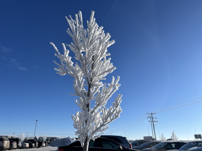 Frost is beautiful Regina, Saskatchewan, CA