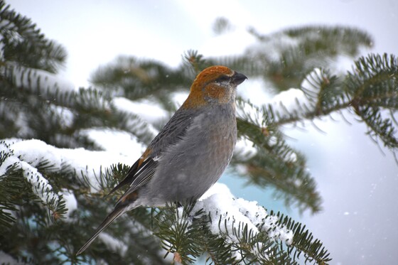 A fir beak in winter