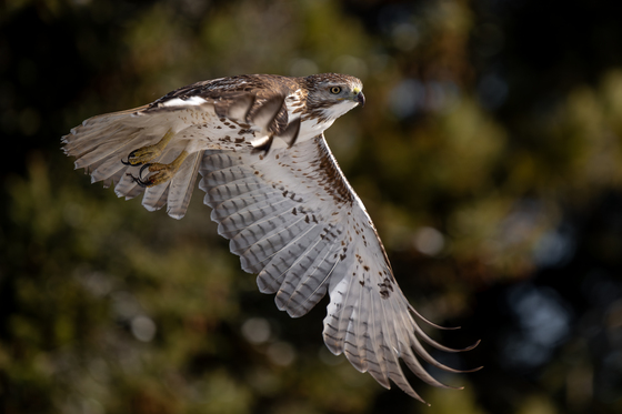 Red Tailed Hawk 