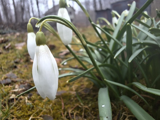 Snowdrops after the last snowfall melted. Penetanguishene, ON
