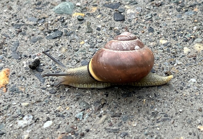 Why did the snail cross the road? Kaslo, BC