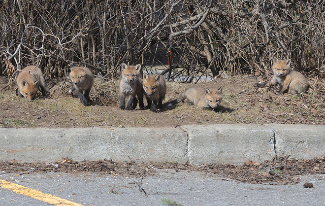 All 7 fox pups doing fine Ottawa, Ontario, CA