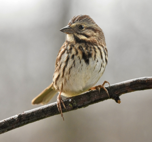 Song sparrow Wasaga Beach, Ontario, CA
