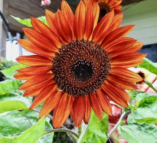Mixed bag of seeds sprouts this beautiful red sunflower Waterford, Ontario, CA