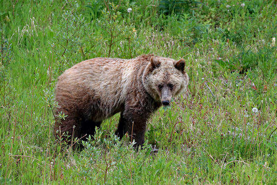Foraging Grizzly