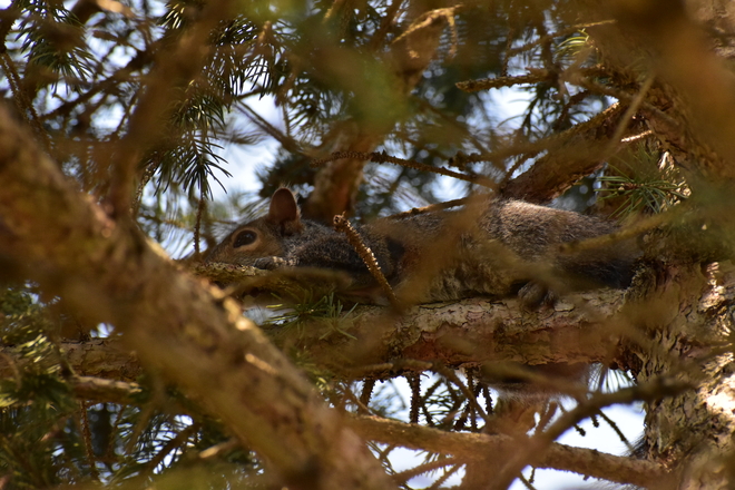 Eastern Gray Squirrel London, Ontario, CA