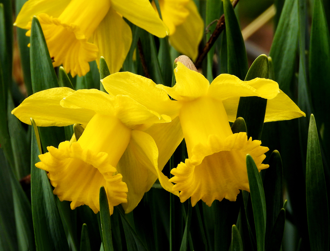 Daffodils Cornwall, Ontario, CA
