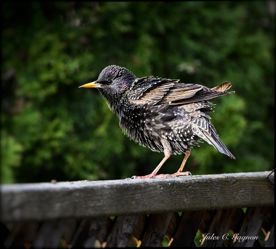 Common Starling Ottawa, Ontario, CA