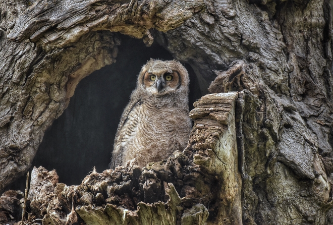Great horned owlet London, Ontario, CA