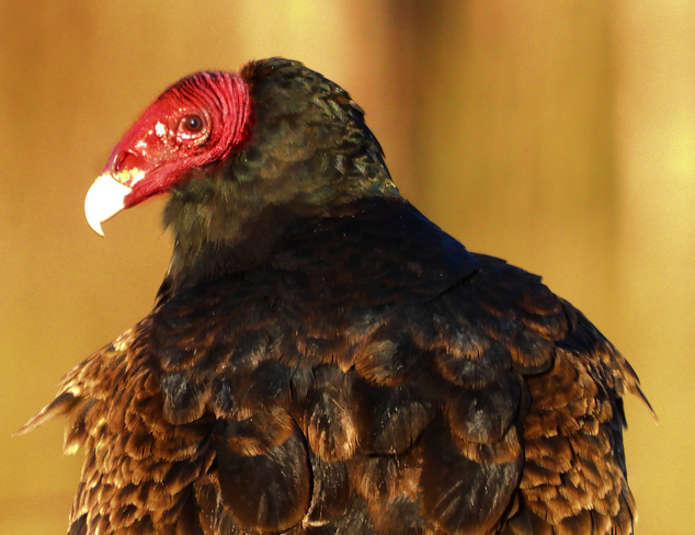 Turkey Vulture Cornwall, Ontario, CA