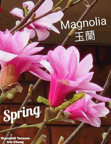 April 20 2024 Spring pretty Magnolias in bloom Iris Chong Thornhill Toronto Thornhill, Vaughan, ON