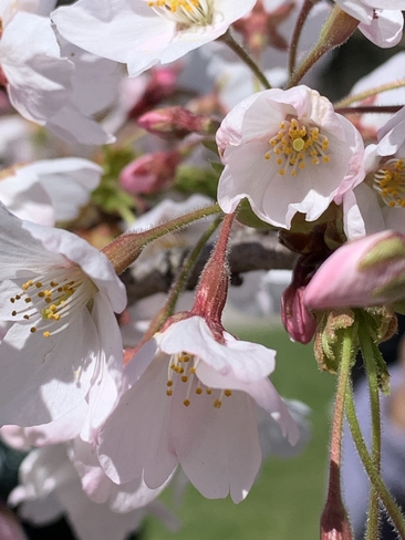 Cherry blossom Etobicoke, Ontario, CA