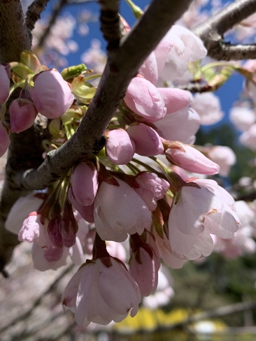 Cherry blossom high park Etobicoke, Ontario, CA