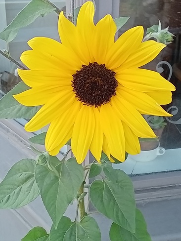 Sunflower Orangeville, ON