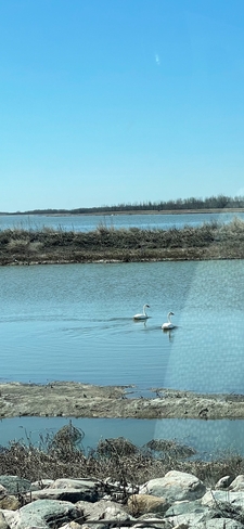 Double digit day with sun shining. 2 swans a swimming Dafoe, Saskatchewan, CA