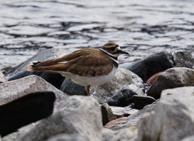 Killdeer on the shore of Kootenay Lake Kaslo, BC