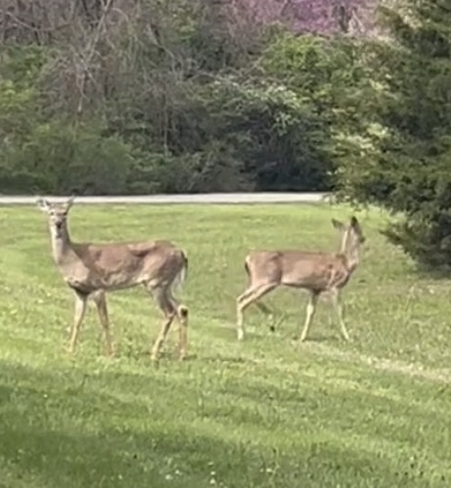 Oh Deer Columbus, Ohio, US