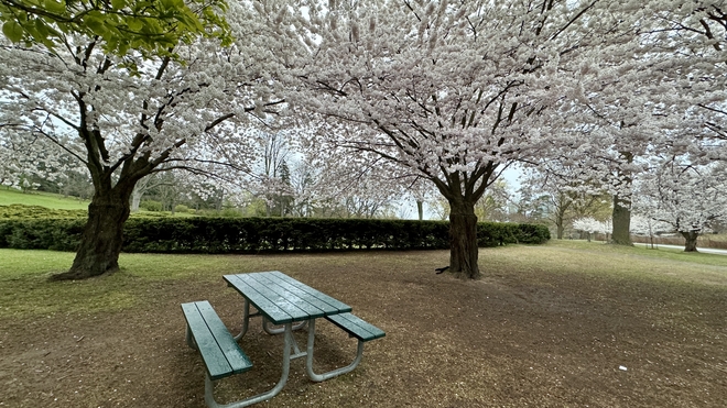 Sakura at their best! Toronto, Ontario, CA