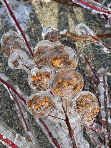 Frozen lollipop flowers Rivière-Héva, Quebec, CA