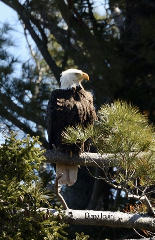 Regal Eagle Pugwash, Nova Scotia, CA
