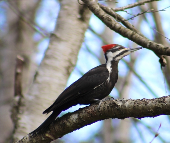 Pileated woodpecker Quispamsis, New Brunswick, CA