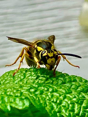Wasp licking dew drops off the mint leaves Sicamous, British Columbia, CA