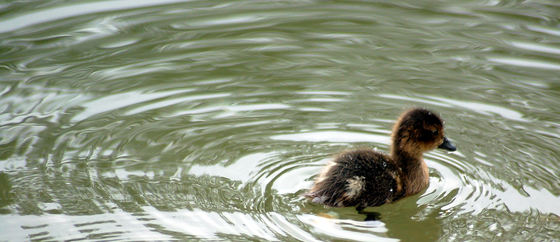 Water ripple with Baby duck