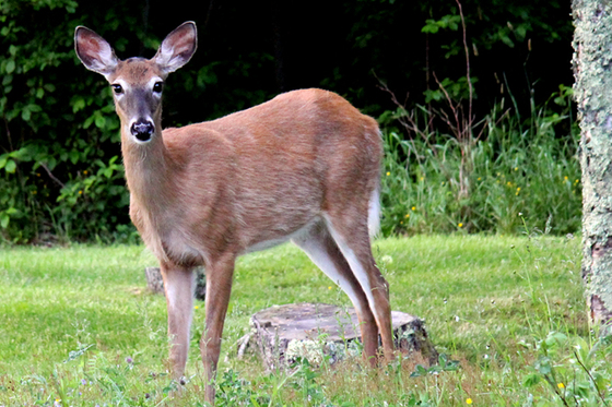 Do A Deer A Female Deer Canadian Geographic Photo Club - Doe A Deer A Female Deer