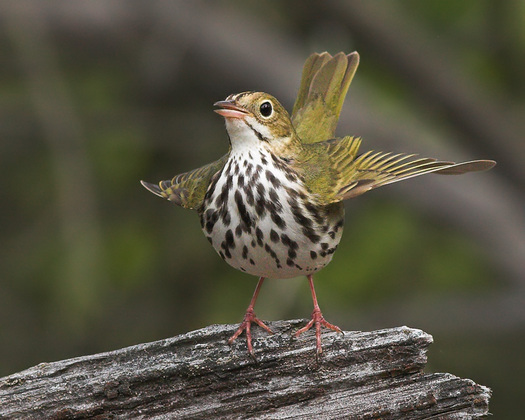 Canadian Geographic Photo Club - Ovenbird