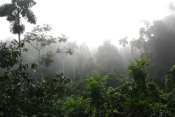 Amazon Canopy Early Morning