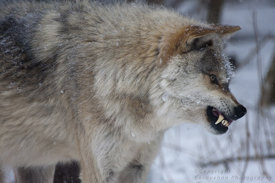 Gray Wolf baring teeth