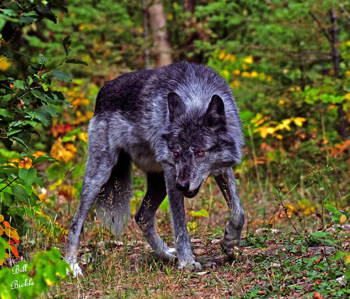 Alpha Male Timber Wolf 